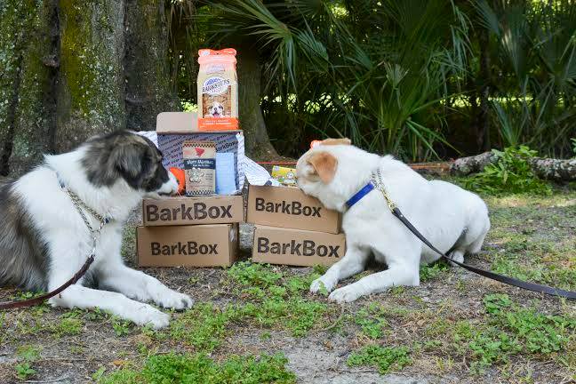 Si te gustan los animales, céntrate en el mundo de los perros imitando a Bark & Co