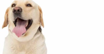 ¿Quieres emprender en el universo de las mascotas? Inspírate en Barkbox ¿Quieres emprender en el universo de las mascotas? Inspírate en Barkbox