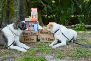 Gana 15 millones creando cajas de suscripción para mascotas como las de BarkBox 
