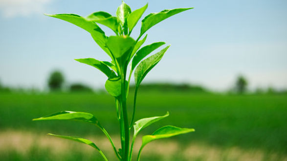 Plantas que te proporcionarán salud y bienestar, necesario para emprender y vivir más