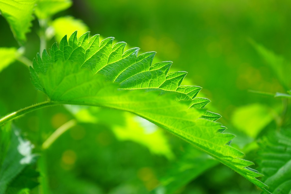 Las mejores plantas medicinales para el cuidado de la vista Las mejores plantas medicinales para el cuidado de la vista