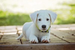 Montar una empresa de pañales desechables para perros, una idea de negocio original