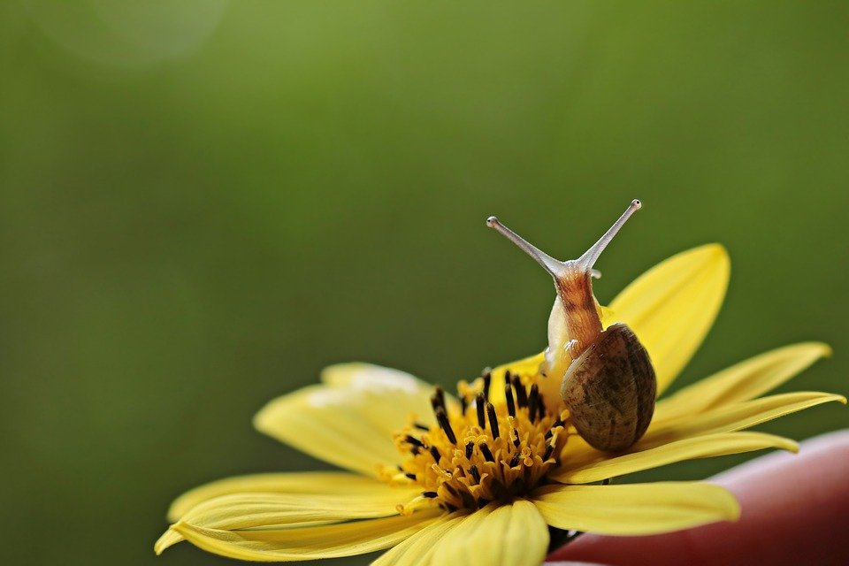 5 buenos motivos para abrir una granja de caracoles