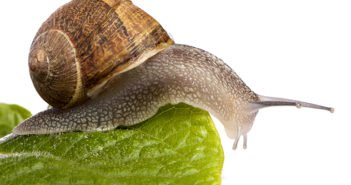 5 buenos motivos para abrir una granja de caracoles 5 buenos motivos para abrir una granja de caracoles