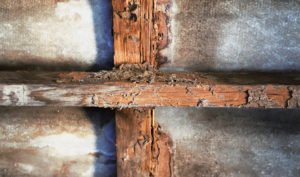 Consejos para prevenir las plagas de termitas - Diario de Emprendedores