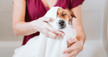 La vuelta al cole de los perros felices: consejos para un correcto regreso a la rutina