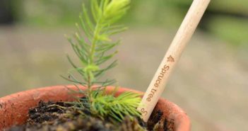 Sprout World crea un lápiz plantable que se convierte en un abeto navideño - Diario de Emprendedores