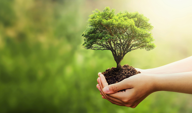 Treedom permite plantar un árbol de forma remota