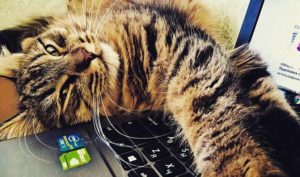 Trabajar en compañía de un gato reduce los niveles de estrés - Diario de Emprendedores