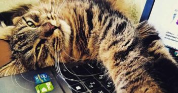Trabajar en compañía de un gato reduce los niveles de estrés Trabajar en compañía de un gato reduce los niveles de estrés - Diario de Emprendedores