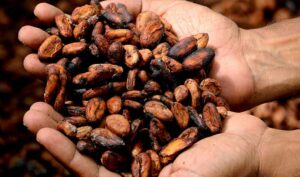 Paccari, un chocolate orgánico con presencia en más de 40 mercados - Diario de Emprendedores